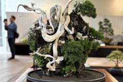 創作盆栽 creative bonsai