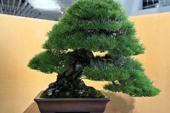 黒松盆栽 Japanese black pine