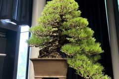 黒松盆栽 Japanese black pine