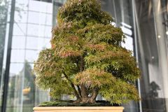 モミジ盆栽 Japanese maple