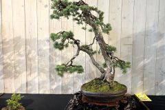 赤松盆栽 Japanese red pine