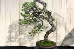 赤松盆栽 Japanese red pine