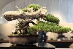 五葉松盆栽 Japanese white pine