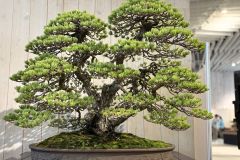 五葉松盆栽 Japanese white pine