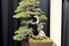 五葉松盆栽 Japanese white pine