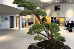 五葉松盆栽 Japanese white pine