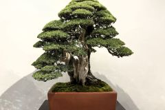 杜松盆栽 needle juniper