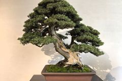 杜松盆栽 needle juniper