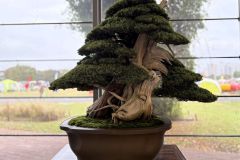 杜松盆栽 needle juniper