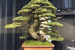 蝦夷松盆栽 yezo spruce