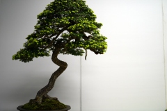 Northern-Japanese-Hemlock-bonsai-tree-001