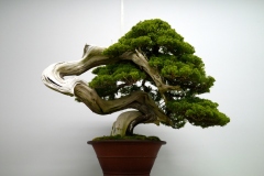 真柏盆栽 chinese juniper