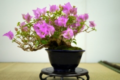 flower-bonsai-tree-001