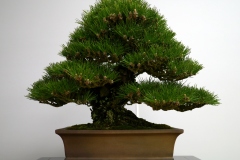 黒松盆栽 Japanese black pine