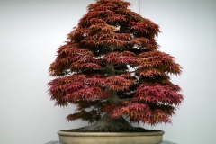 もみじ盆栽 japanese maple