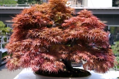 もみじ盆栽 japanese maple