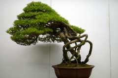 japanese-red-pine-bonsai-tree-006