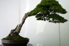 五葉松盆栽 japanese white pine