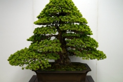 五葉松盆栽 japanese white pine