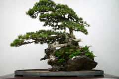 五葉松盆栽 japanese white pine