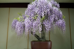 藤盆栽 japanese wisteria