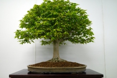 けやき盆栽 Japanese zelkova