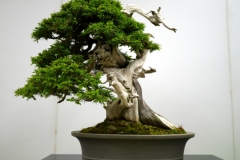 杜松盆栽 Needle Juniper