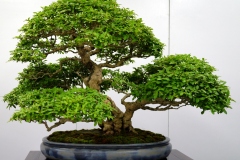 privet-bonsai-tree-001