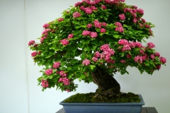 red-hawthorn-bonsai-tree-001