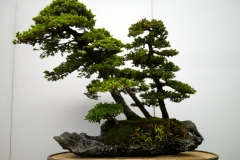 蝦夷松盆栽 ezo spruce