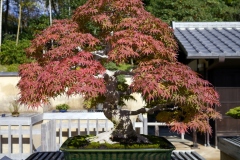 もみじ盆栽 japanese maple