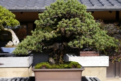 五葉松盆栽 japanese white pine