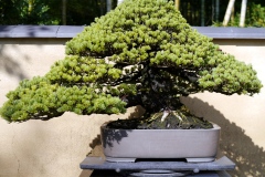 五葉松盆栽 japanese white pine