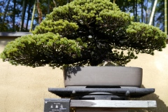 五葉松盆栽 japanese white pine