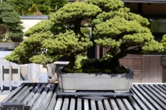 五葉松盆栽 japanese white pine