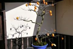 柿盆栽 persimmon