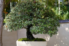 thorny-_oleaster-bonsai-tree-001