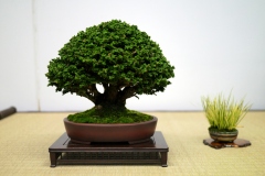 Japanese-cypress-bonsai-tree-003