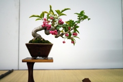 まゆみ盆栽 Mayumi Spindle tree