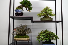 Tanakazari-bonsai-trees-002