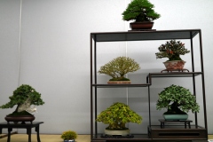 Tanakazari-bonsai-trees-005