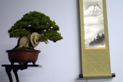 真柏盆栽 chinese juniper