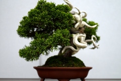 真柏盆栽 chinese juniper