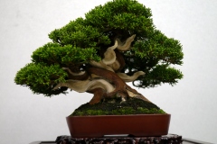 真柏盆栽 chinese juniper