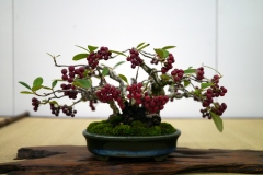 japanese-berry-bonsai-tree-002