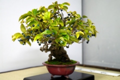 japanese-berry-bonsai-tree-003