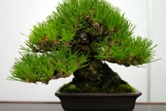 黒松盆栽 Japanese black pine