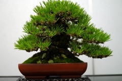 黒松盆栽 Japanese black pine