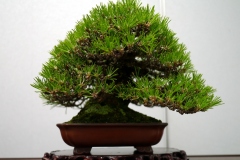 黒松盆栽 Japanese black pine