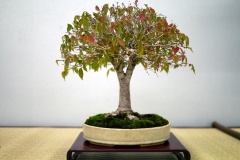 けやき盆栽 Japanese zelkova